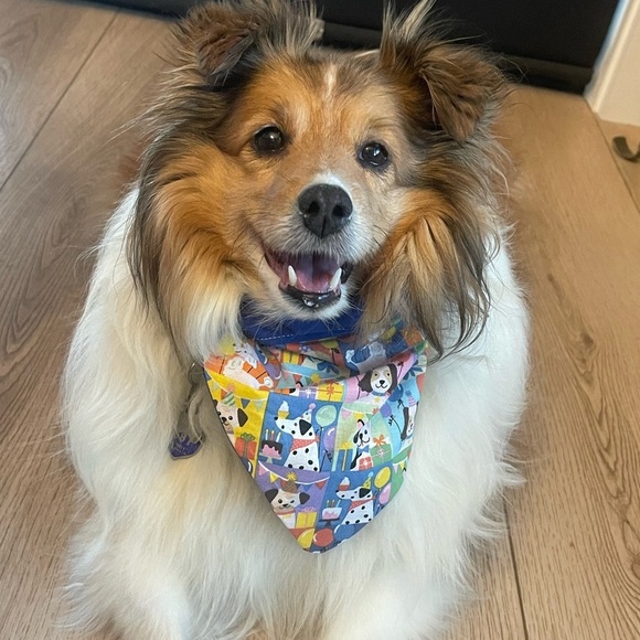 Colorful Birthday Over the Collar Dog Bandana - Picture 4 of 6